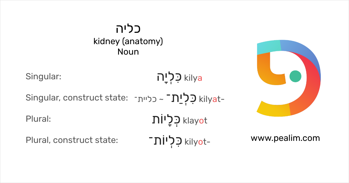 כליה kidney (anatomy) Hebrew conjugation tables