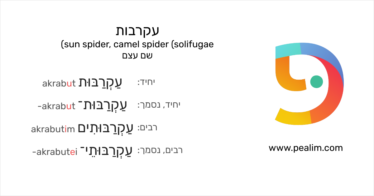 עקרבות – sun spider, camel spider (solifugae) – טבלאות הנטייה בעברית