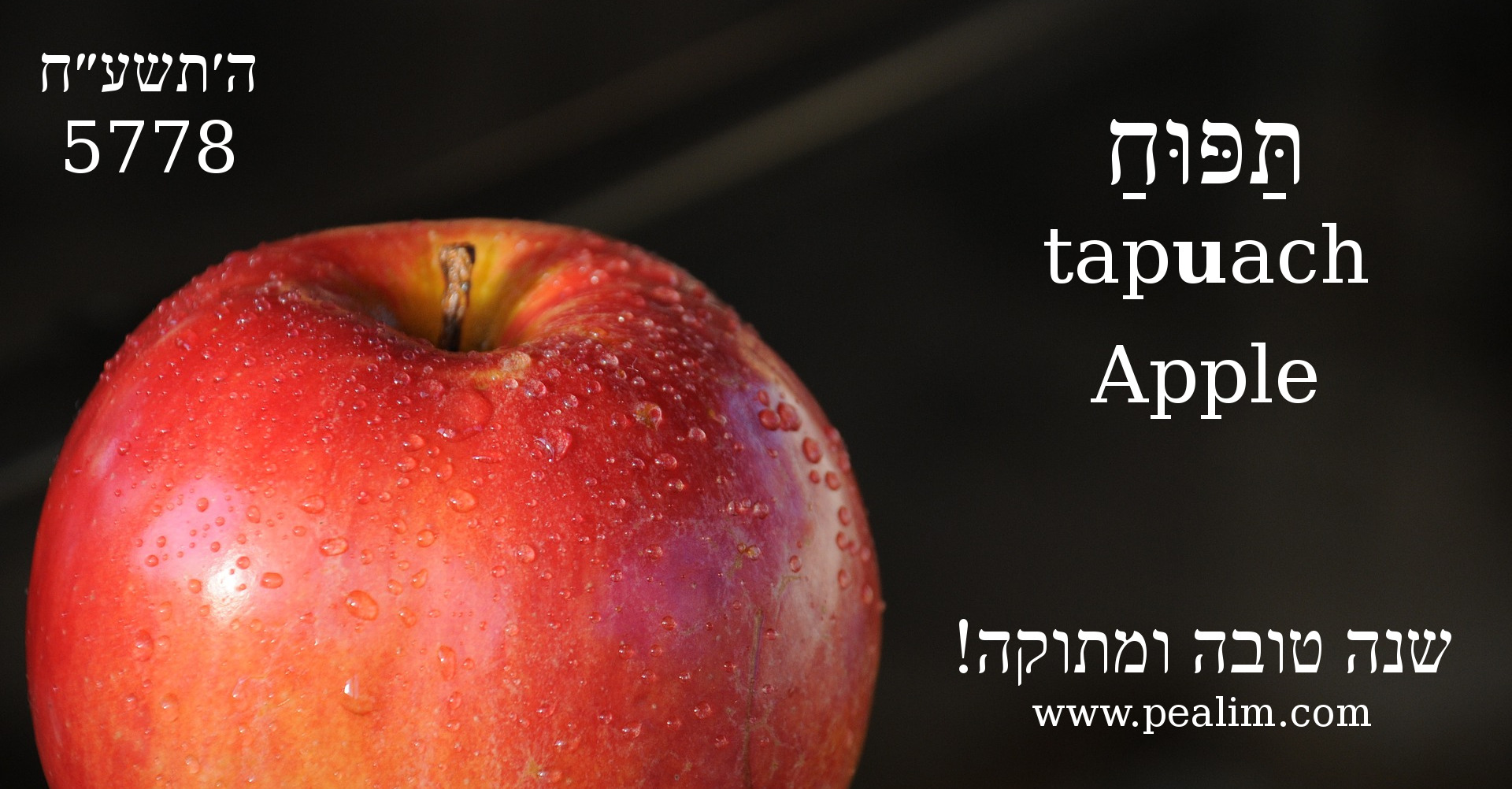 Word of the day תפוח apple Hebrew conjugation tables